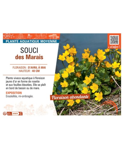 SOUCI DES MARAIS  (jaune d'or)