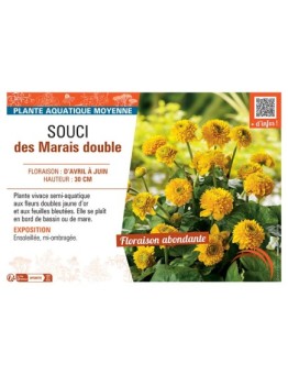 SOUCI DES MARAIS DOUBLE (jaune d'or)