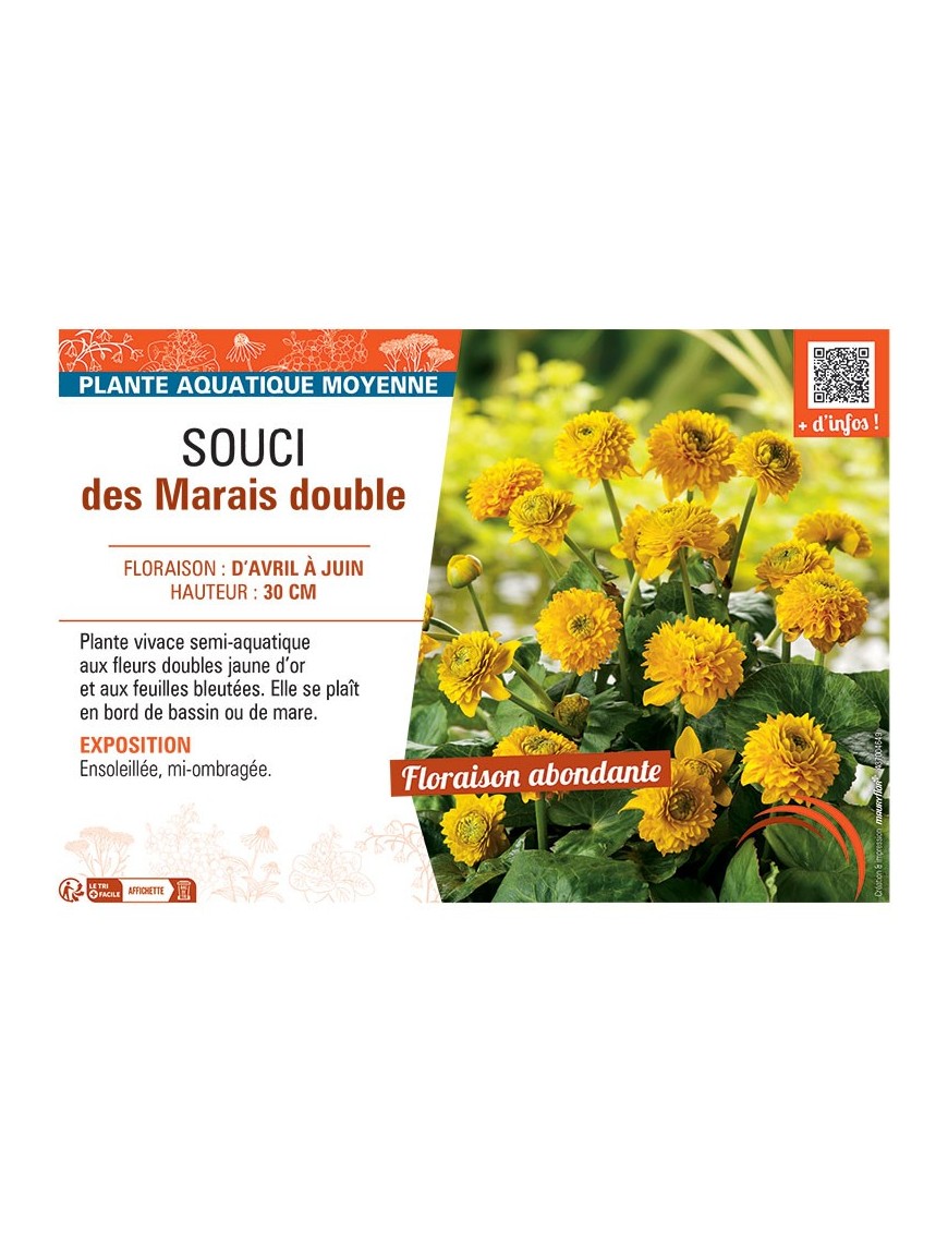 SOUCI DES MARAIS DOUBLE (jaune d'or)