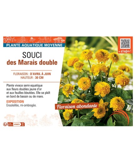 SOUCI DES MARAIS DOUBLE (jaune d'or)