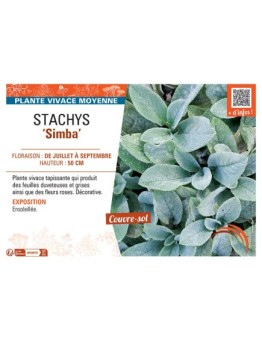 STACHYS SIMBA