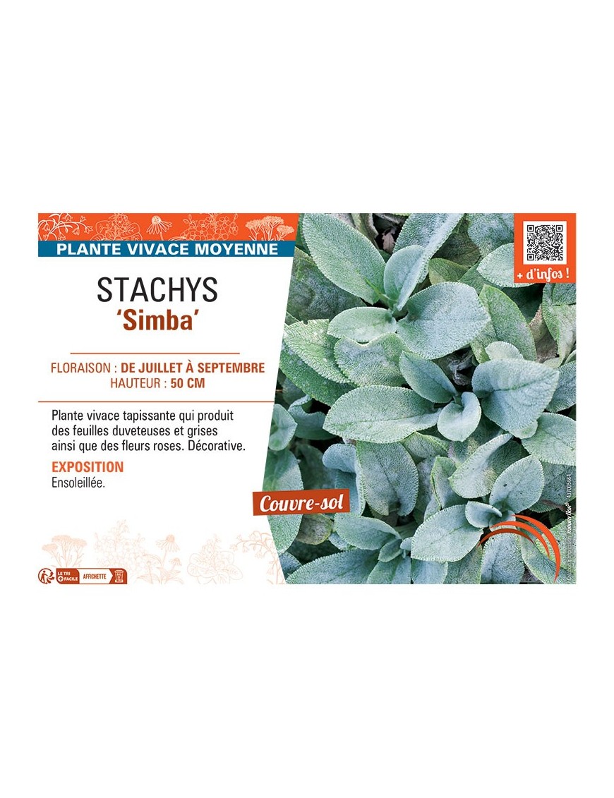 STACHYS SIMBA