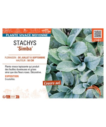STACHYS SIMBA