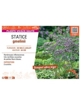 STATICE GMELINII