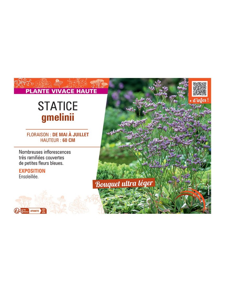 STATICE GMELINII