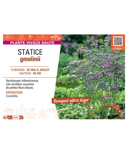 STATICE GMELINII