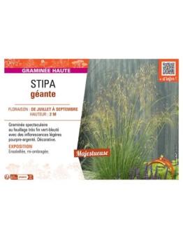 STIPA GEANTE