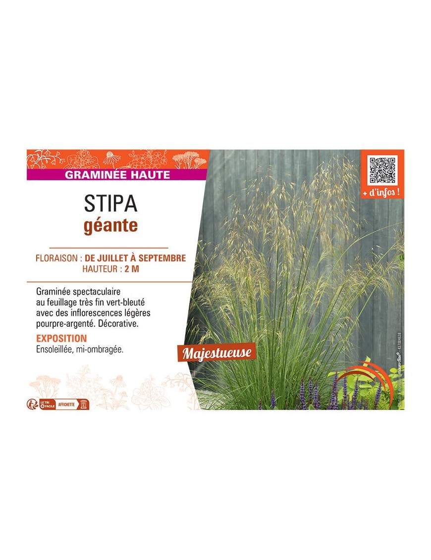 STIPA GEANTE
