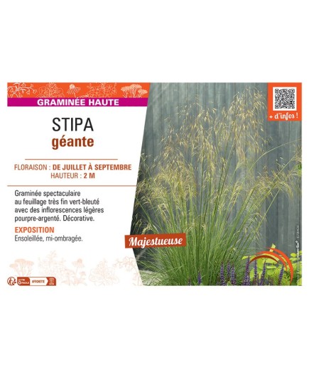 STIPA GEANTE