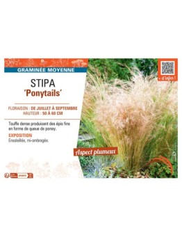 STIPA PONYTAILS