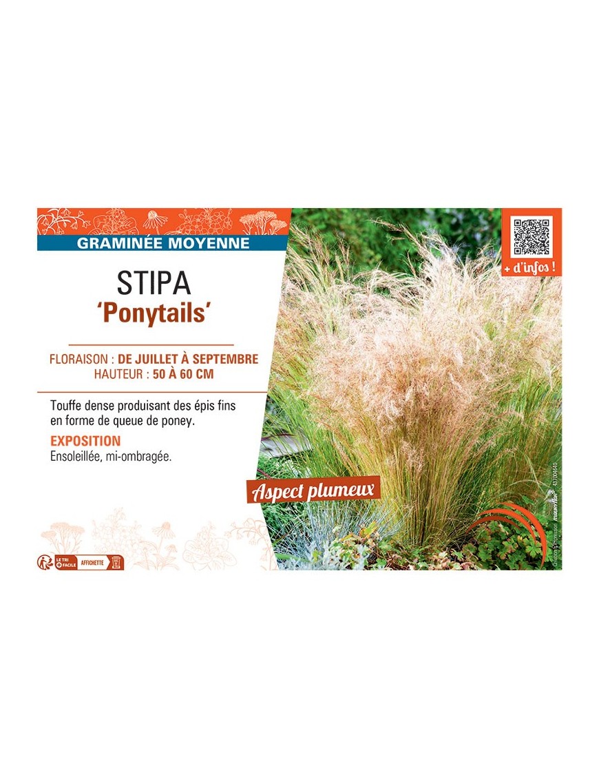 STIPA PONYTAILS