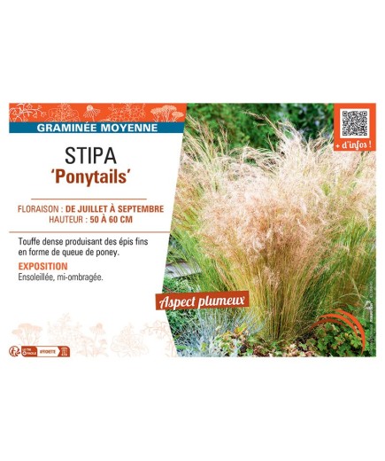 STIPA PONYTAILS
