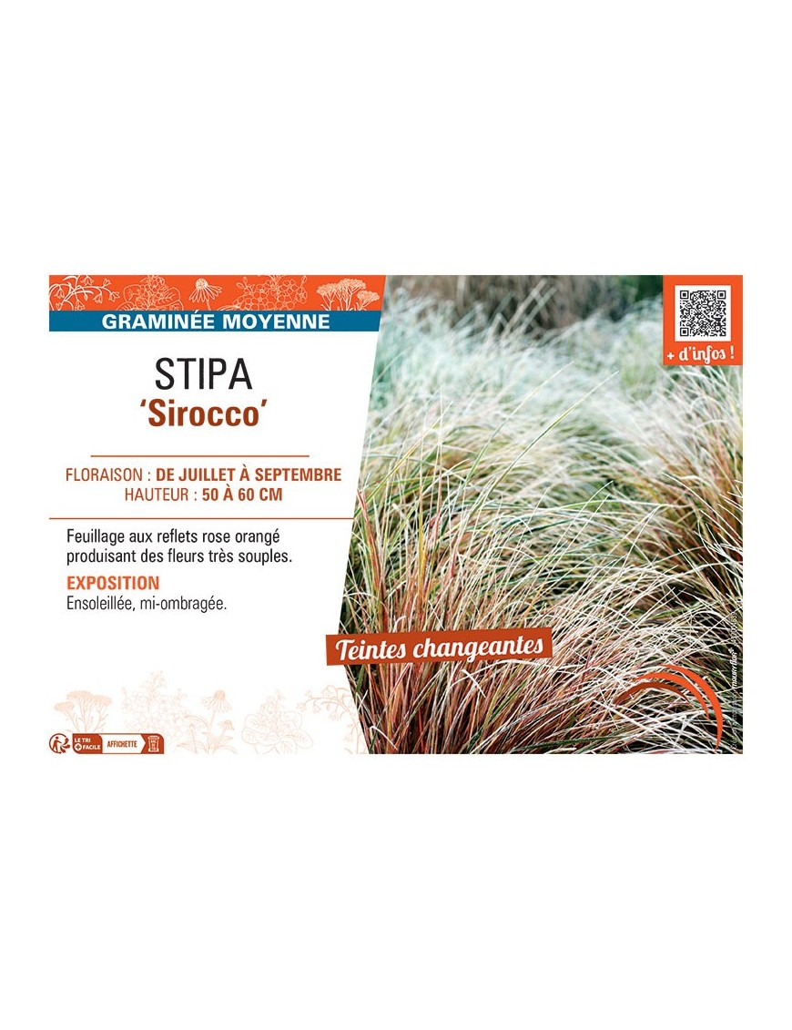 STIPA SIROCCO