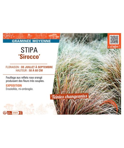 STIPA SIROCCO