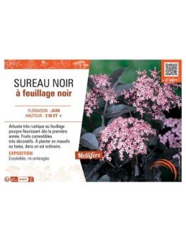 SUREAU NOIR à FEUILLAGE NOIR