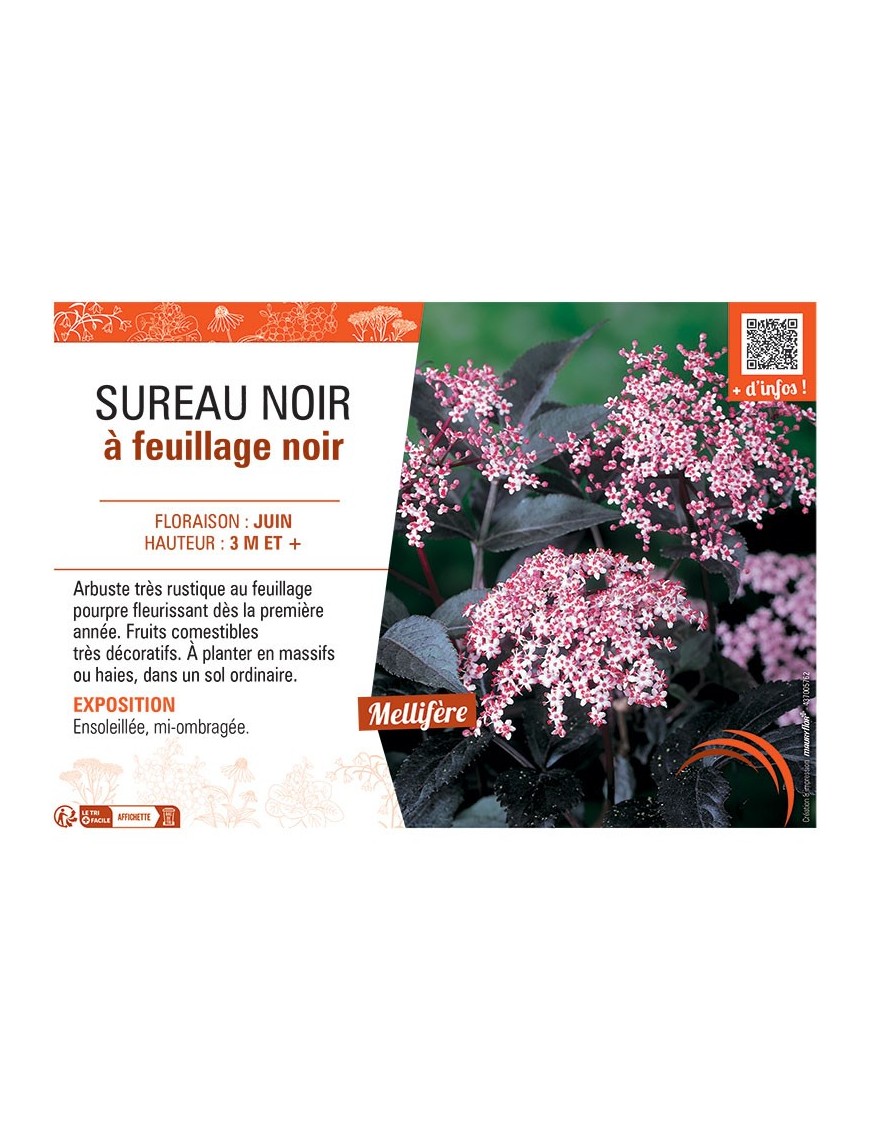 SUREAU NOIR à FEUILLAGE NOIR