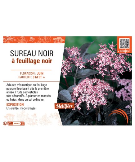SUREAU NOIR à FEUILLAGE NOIR