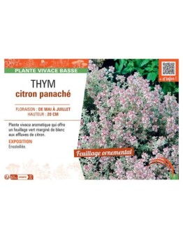 THYM CITRON PANACHE