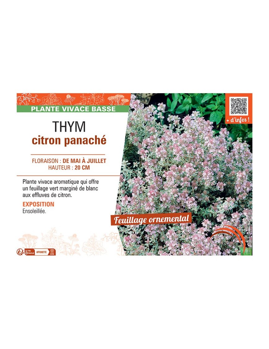 THYM CITRON PANACHE