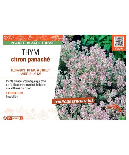 THYM CITRON PANACHE