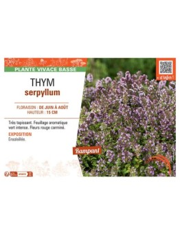THYM SERPYLLUM