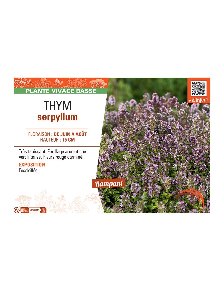 THYM SERPYLLUM