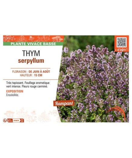 THYM SERPYLLUM