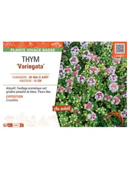 THYM VARIEGATA