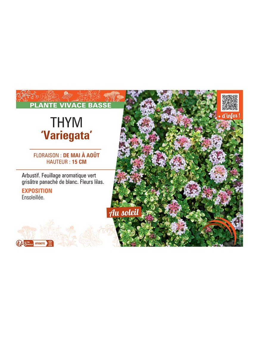 THYM VARIEGATA