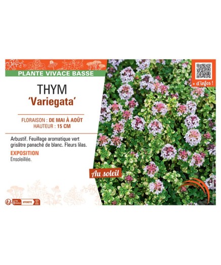 THYM VARIEGATA
