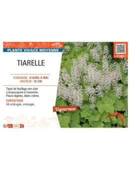 TIARELLE