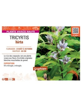 TRICYRTIS HIRTA