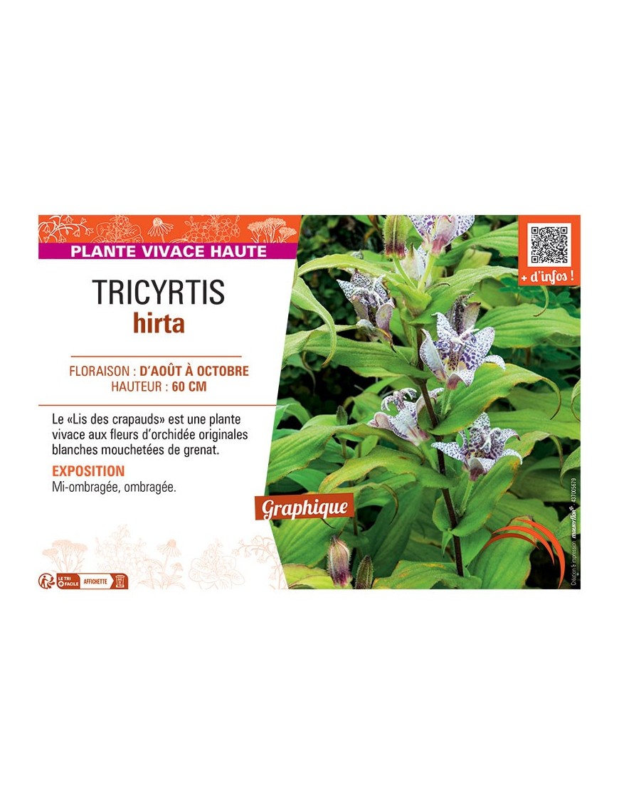 TRICYRTIS HIRTA