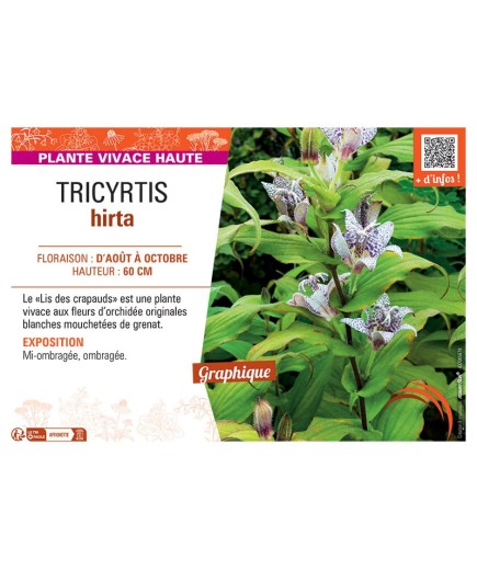 TRICYRTIS HIRTA
