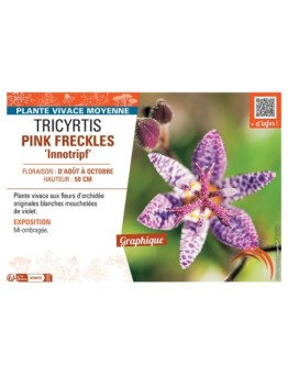 TRICYRTIS PINK FRECKLES Innotripf