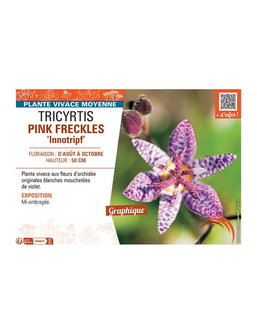 TRICYRTIS PINK FRECKLES Innotripf