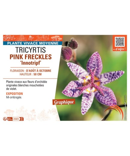 TRICYRTIS PINK FRECKLES Innotripf