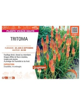 TRITOMA