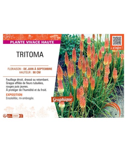 TRITOMA