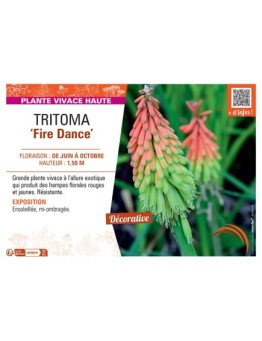 TRITOMA FIRE DANCE