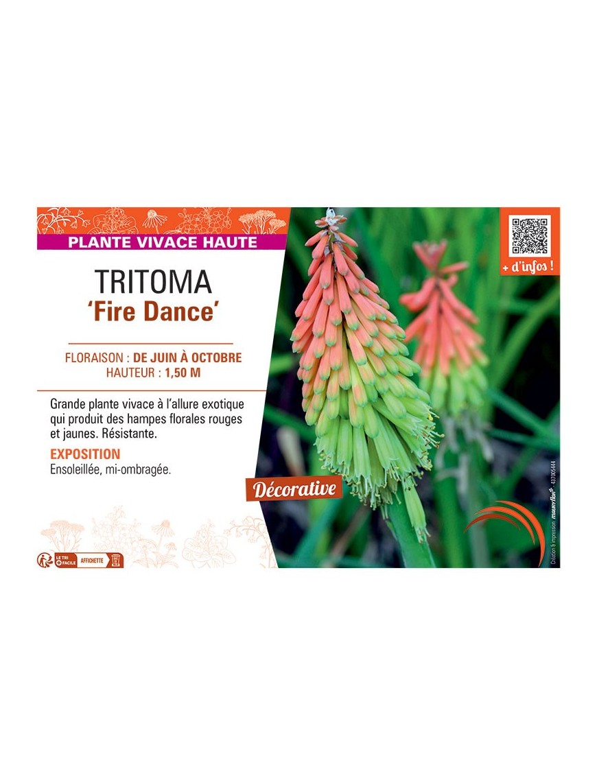 TRITOMA FIRE DANCE