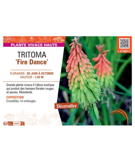 TRITOMA FIRE DANCE