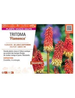TRITOMA FLAMENCO