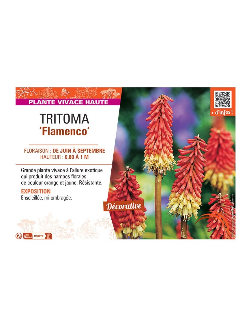 TRITOMA FLAMENCO