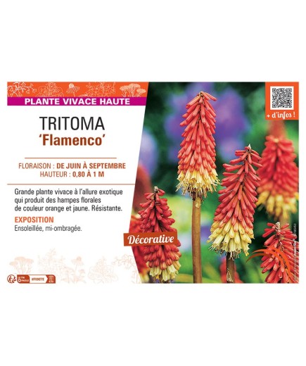 TRITOMA FLAMENCO