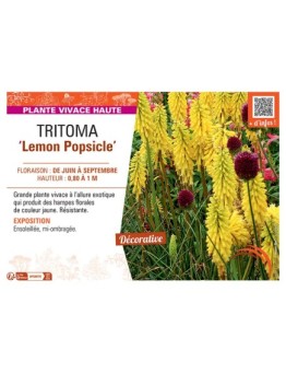 TRITOMA LEMON POPSICLE