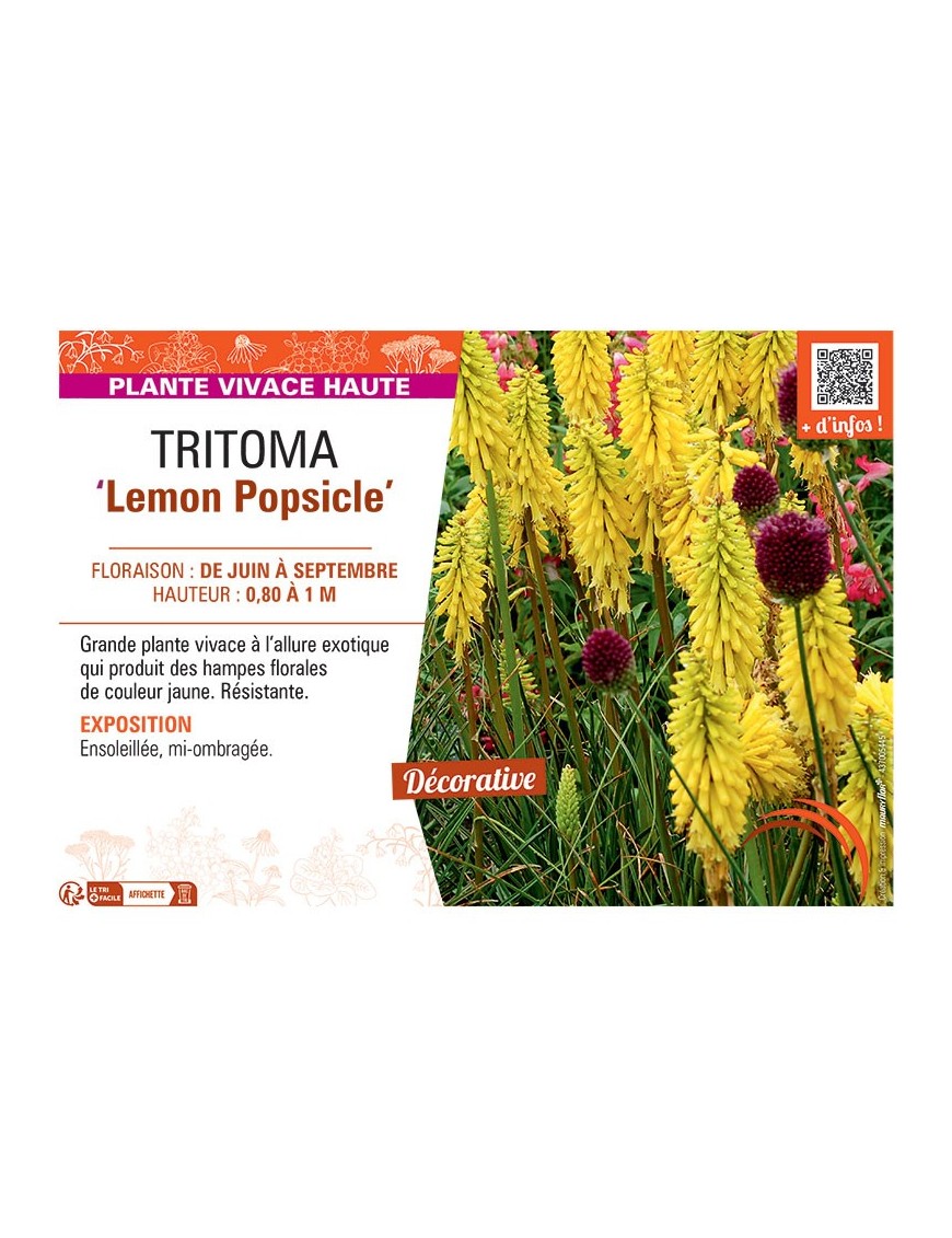 TRITOMA LEMON POPSICLE