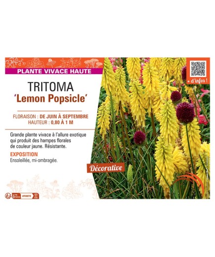 TRITOMA LEMON POPSICLE