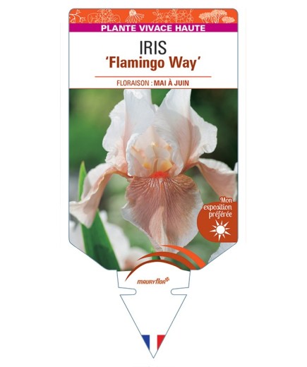 IRIS (germanica) Flamingo Way