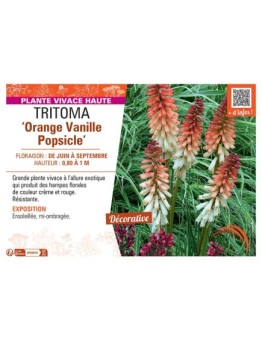TRITOMA ORANGE VANILLE POPSICLE